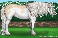 Horse Color:Silver Classic Champagne Dun Splash Frame 