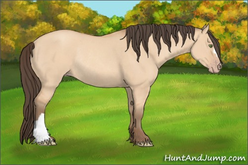 Horse Color: Amber Champagne Dun Rabicano 