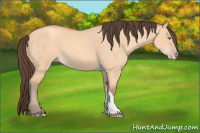 Horse Color:Amber Champagne Dun 