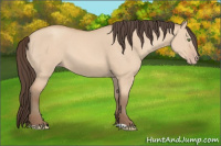 Horse Color:Amber Champagne Dun 