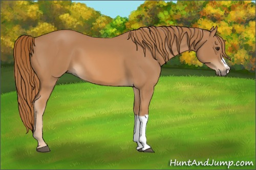 Horse Color: Unknown 