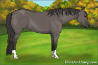 Horse Color:Smoky Grullo 