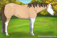 Horse Color:Amber Champagne Splash 