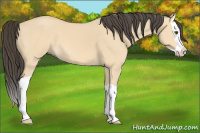 Horse Color:Buckskin Dun Splash