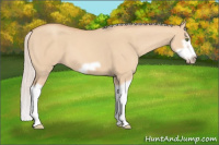 Horse Color:Silver Classic Champagne Dun Splash Frame