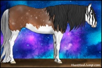 Horse Color:Bay Splash 