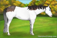 Horse Color:Bay Splash Rabicano
