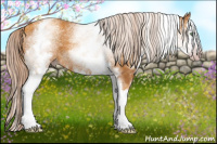 Horse Color:Gray White Spotted Gold Cream Champagne Splash 