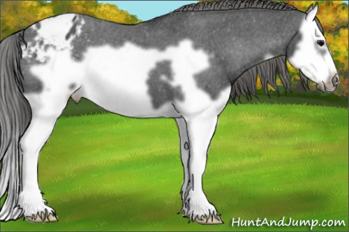 Horse Color: Black Splash Frame Blanket 