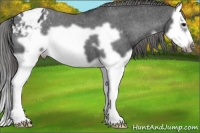 Horse Color:Black Splash Frame Appaloosa 