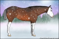 Horse Color:Bay Splash 