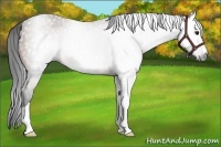 Horse Color:Gray Bay 