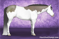Horse Color:Black Sabino Splash