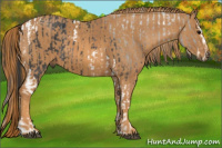 Horse Color:Blue Roan Splash Tobiano  Brindle