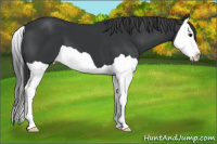 Horse Color:Black Splash