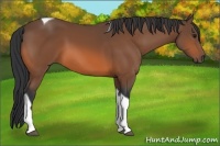 Horse Color:Bay Tobiano 