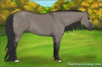 Horse Color:Grullo 