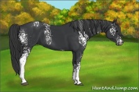 Horse Color:White Spotted Black 