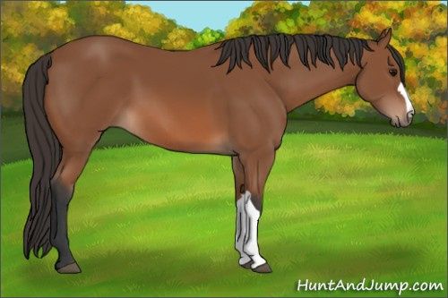 Horse Color: Unknown 