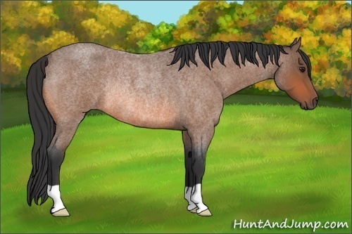 Horse Color: Unknown 
