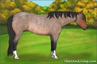 Horse Color:Unknown 