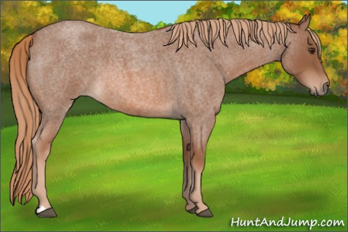 Horse Color: Unknown 