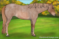 Horse Color:Unknown 