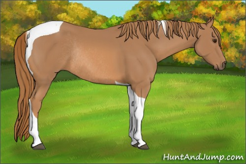 Horse Color: Unknown 