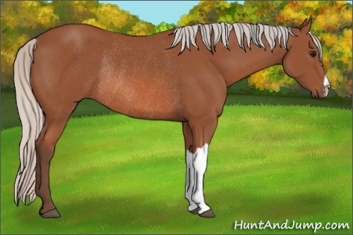 Horse Color: Unknown 
