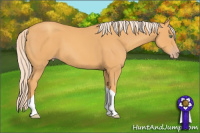 Horse Color:Gold Cream Champagne Tobiano