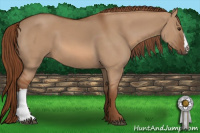 Horse Color:Red Dun 