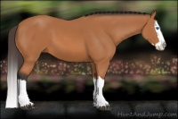 Horse Color:Bay Sabino Splash 