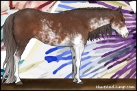 Horse Color:Liver Chestnut Sabino 