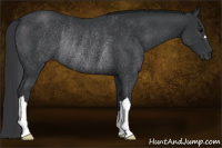 Horse Color:Black Rabicano