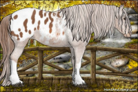 Horse Color:Chestnut Appaloosa