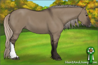 Horse Color:Gray Silver Grullo 