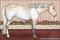 Horse Color:White Spotted Silver Buckskin Roan Dun Frame 