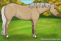 Horse Color:Silver Smoky Grullo 