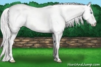 Horse Color:Cremello Dun 