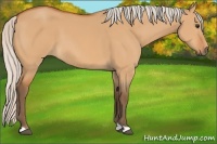 Horse Color:Silver Bay Dun 