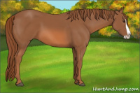 Horse Color:Chestnut Splash