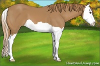Horse Color:Chestnut Splash