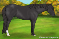 Horse Color:Smoky Black