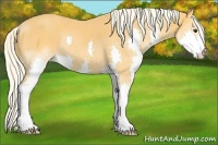 Horse Color:Palomino Splash 