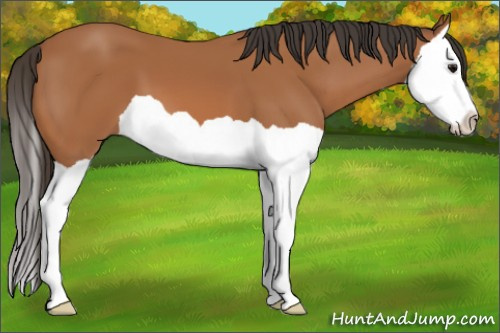 Horse Color: Bay Splash 