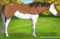 Horse Color:Bay Splash 