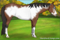 Horse Color:Bay Frame