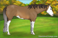 Horse Color:Buckskin Splash 