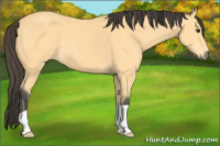 Horse Color:Buckskin 
