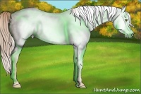 Horse Color:Gray Gold Champagne 